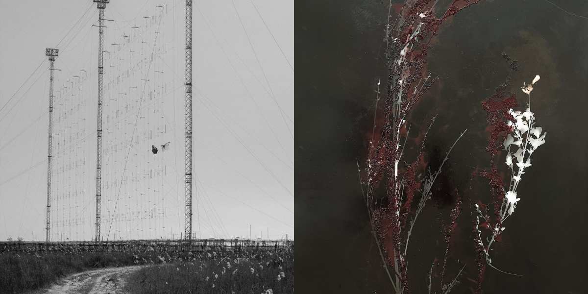 Butterflies (Haarp), 2020 / Lupin, Fougère, Genêt, Silbergelatineabzug, Siebdruck, 2024 